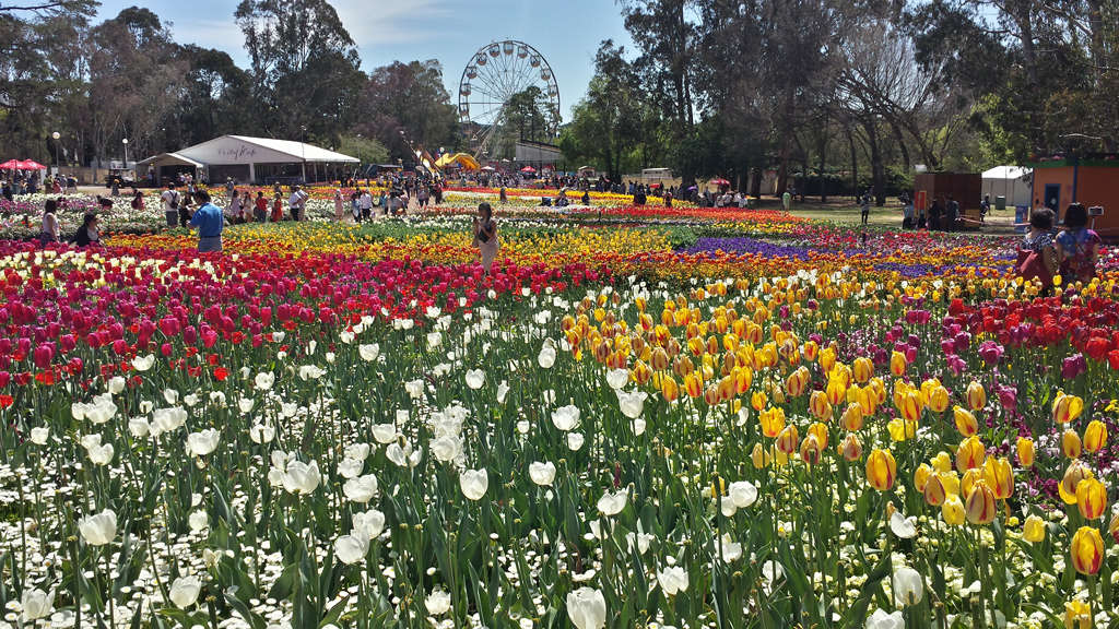 Hàng triệu bông hoa các loại tại lễ hội hoa Floriade