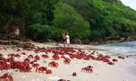 Dạo chơi đảo giáng sinh ở Úc nơi có hàng trăm cua đỏ di cư ra biển