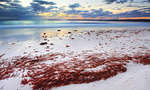 Du lịch Hyams Beach Australia - một trong những bãi biển đẹp nhất thế giới