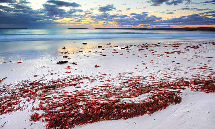Du lịch Hyams Beach Australia - một trong những bãi biển đẹp nhất thế giới