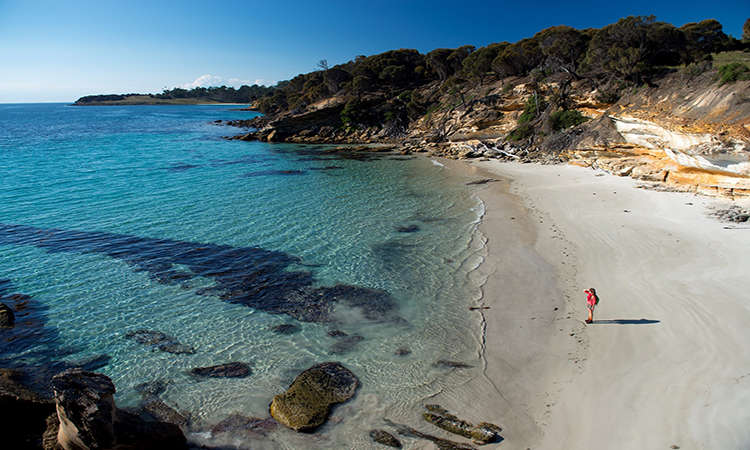 Thăm thú đảo Maria island Tasmania Úc - Thiên đường nghỉ dưỡng khó quên