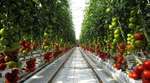 Tuyển công nhân làm farm cà chua và dưa leo tại Geraldton WA